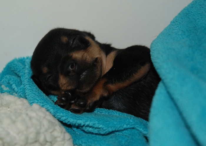 Litter #3 – Vilja 3 weeks old