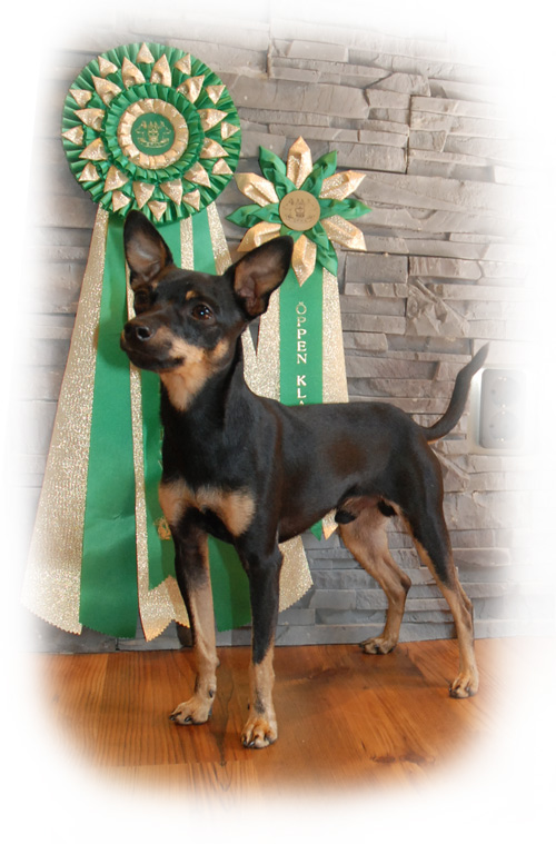 SPKK’s Breed Specialty 2012