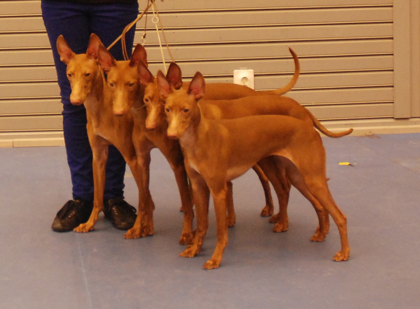 Puppyshow at Qpolen