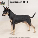 Primo BEST OF BREED and SE V-13!