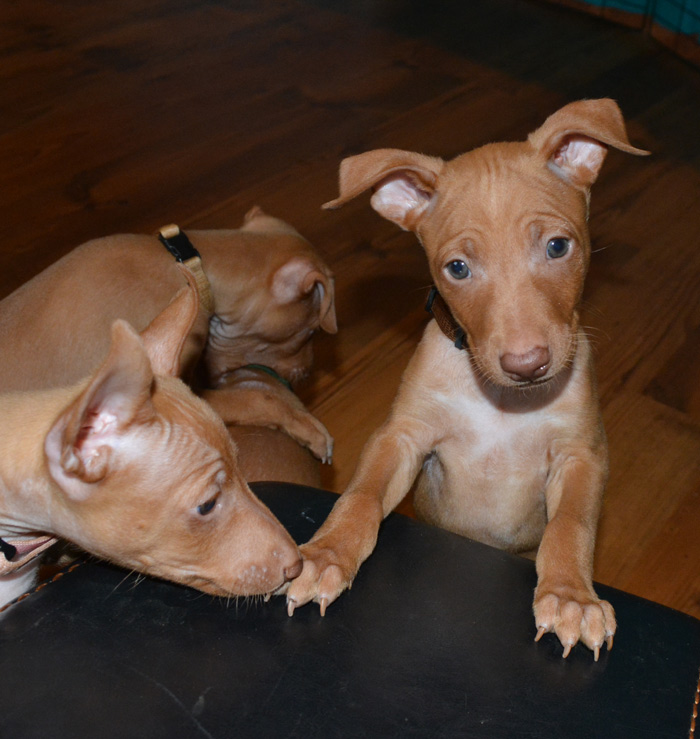 Puppies 6 weeks old