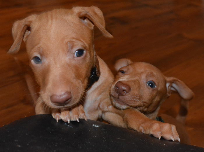 Puppies 5 weeks old