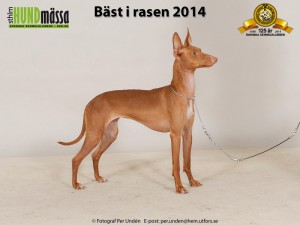Tesla finishes the year with Swedish Junior Winner and Swedish Winner 2014, BOB and CAC. Our Breeders Group was BOB-breeder.