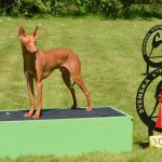 BOB Sighthound Clubwinner Show 14