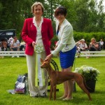 BIS 4 Puppy Eurosightound 14