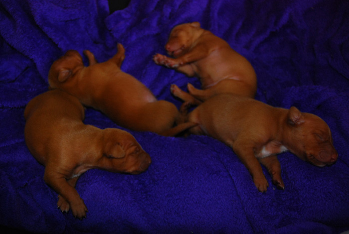 Cirneco puppies 1 week old today