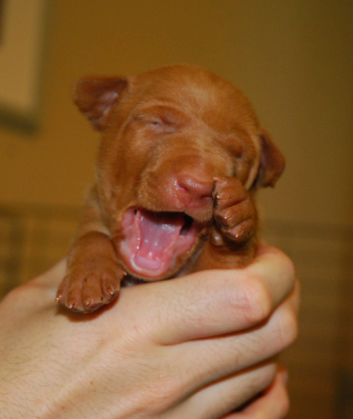 Puppies 2 weeks old!