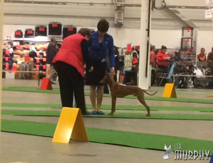 SIEDS – Stockholm INT Easter Dog Show