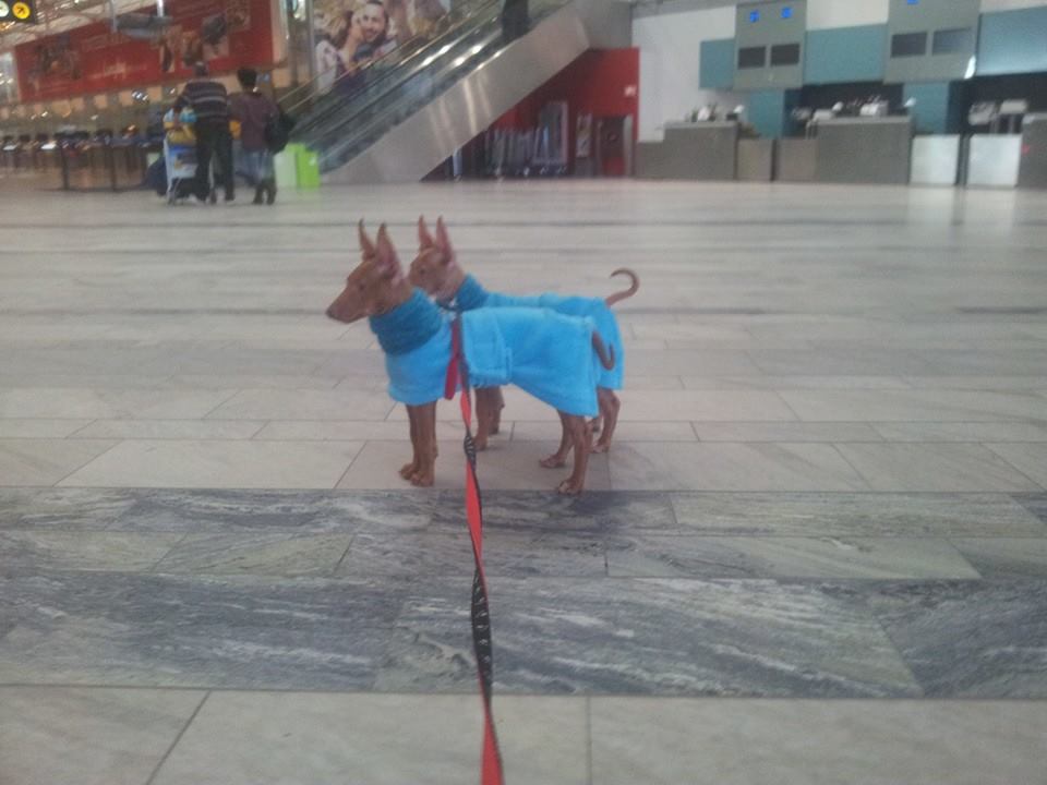 Lumo and Kiro left for their new homes