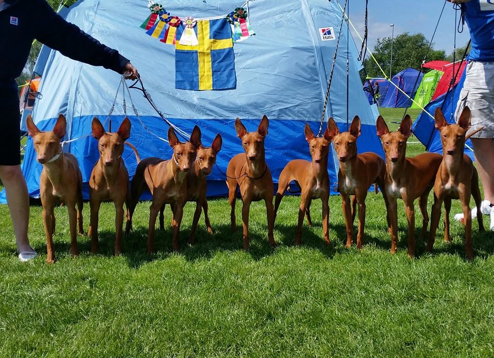 Eurosighthound 2014, 3xNAT shows