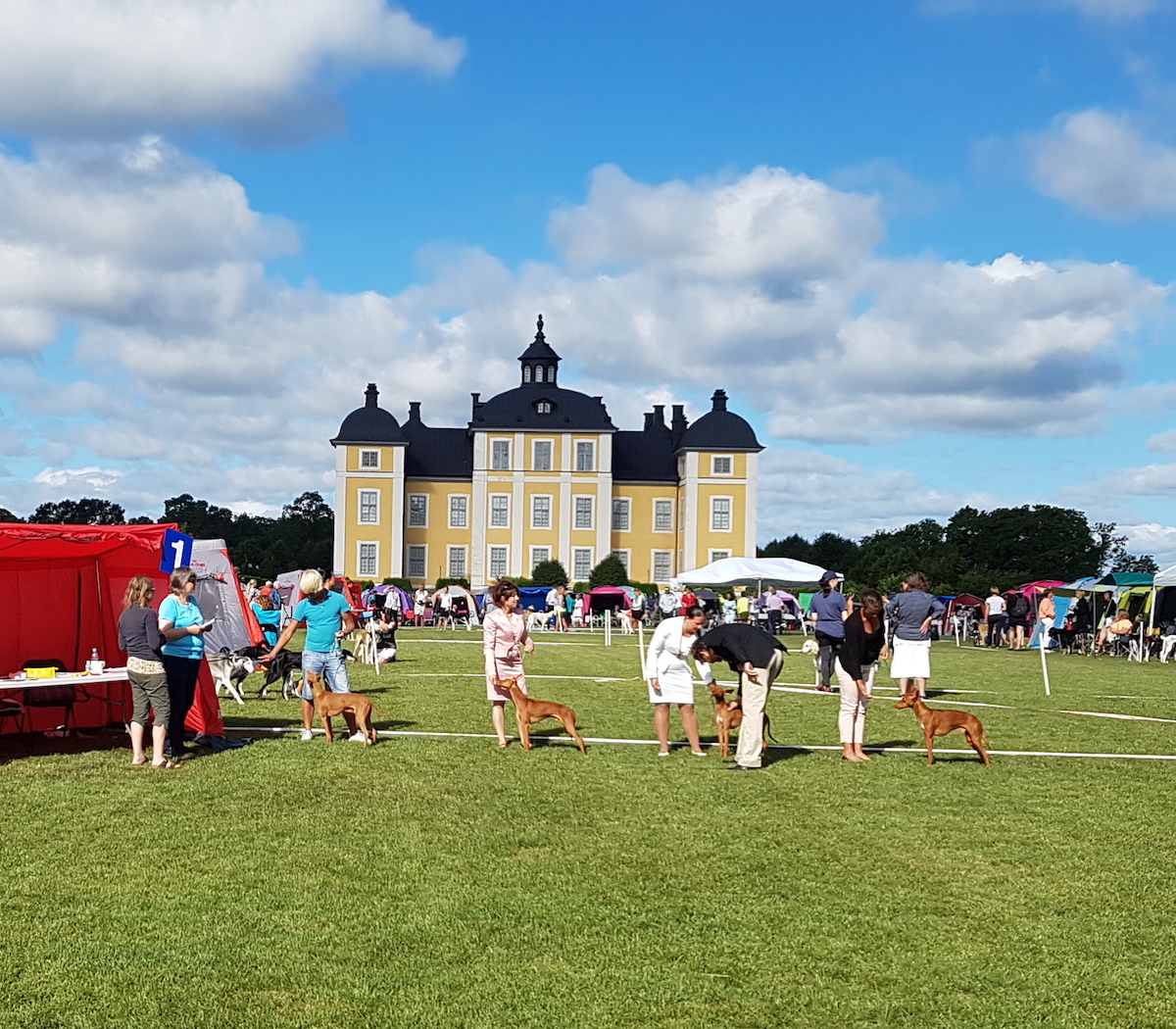 SVVK Sighthound Summer Show